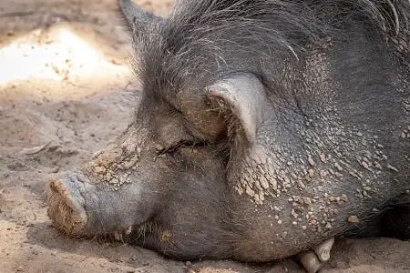 potbelly pig