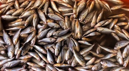 sardines