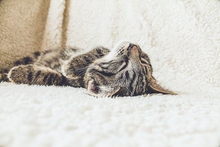 sleeping cat on her back