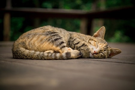 sleeping cat with schizophrenia