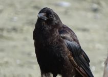 What Do Baby Crows Eat and Drink?