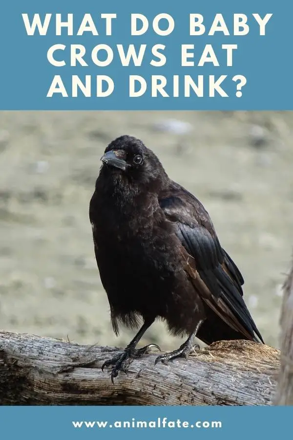 what do baby crows eat and drink