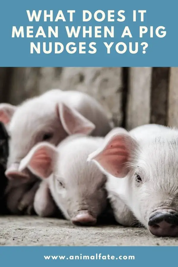 what does it mean when a pig nudges you