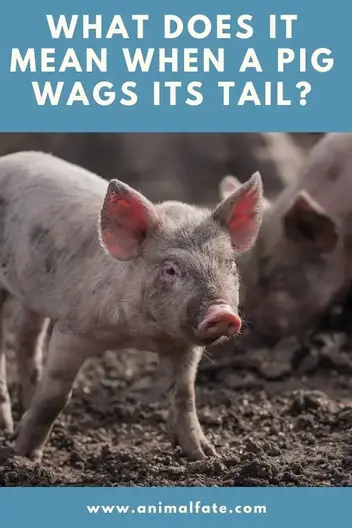 what does it mean when a pig wags its tail