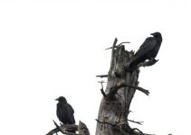 Where Do Crows Build Their Nests? (And How to Find Them)