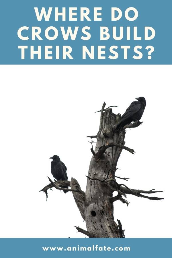 where do crows build their nests