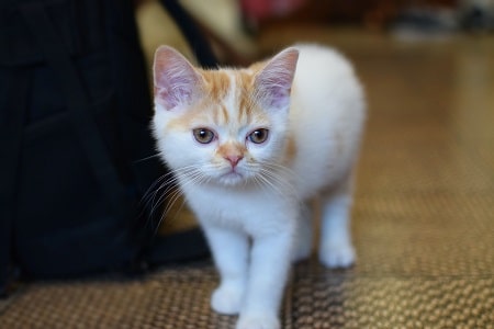 white kitten