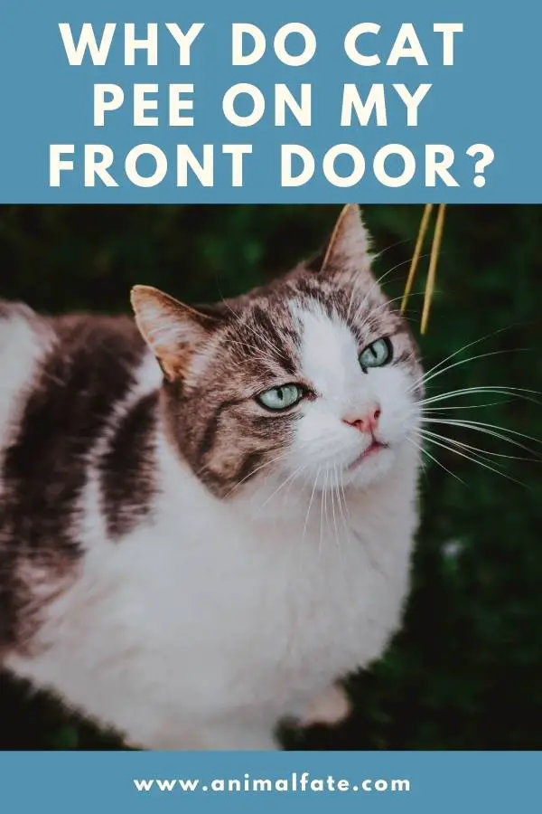 why do cat pee on my front door