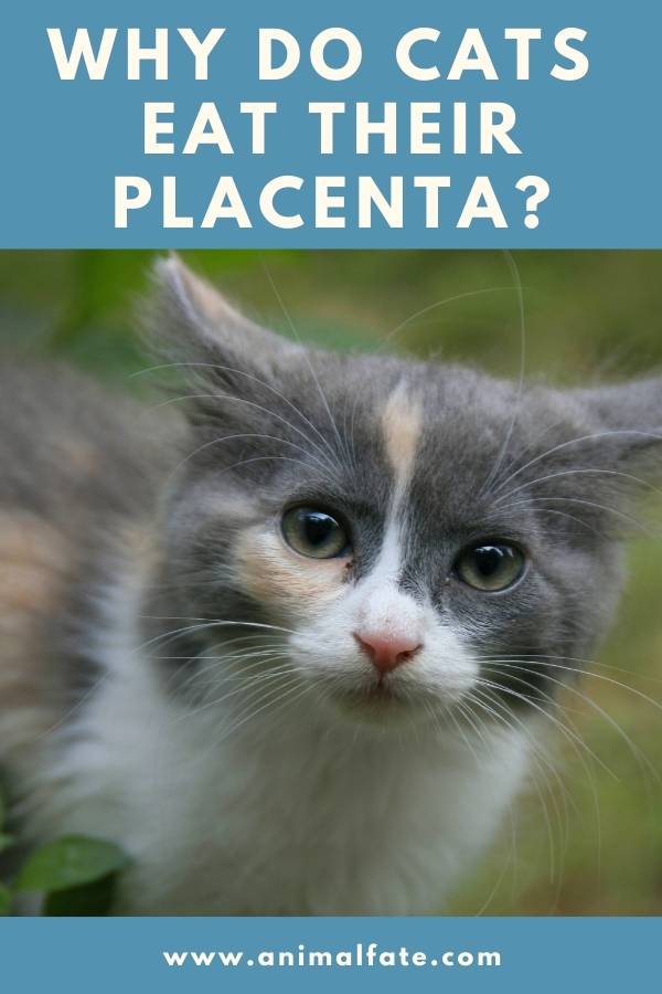 why do cats eat their placenta