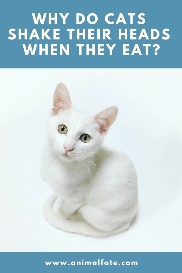 why do cats shake their heads when they eat