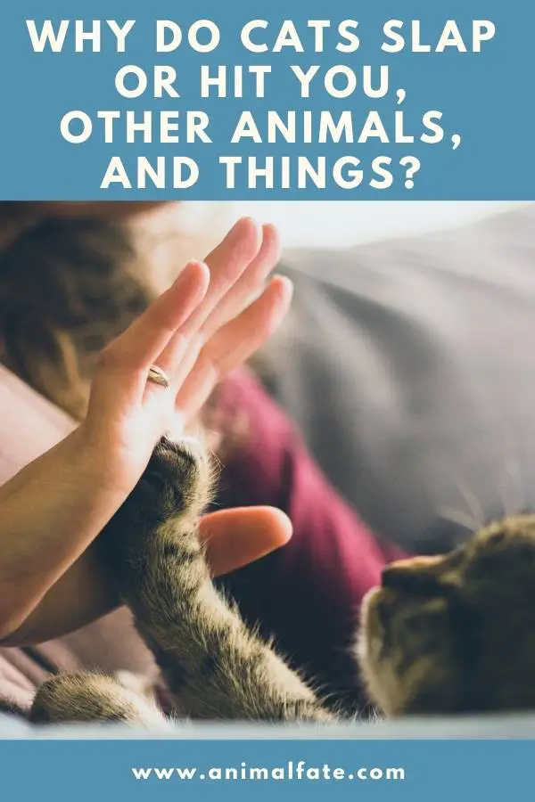 why do cats slap or hit you, other animals, and things