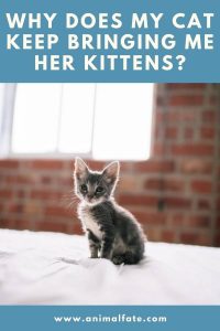 Why Does My Cat Keep Bringing Me Her Kittens? (Surprising) - AnimalFate