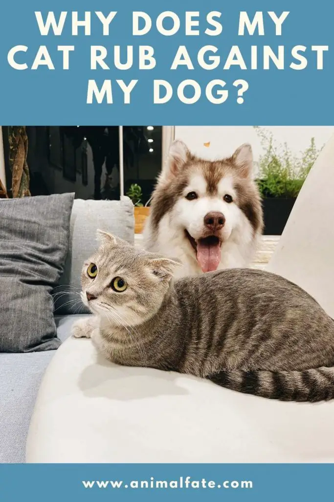 Why Does My Cat Rub Against My Dog? (Surprising Reason) AnimalFate