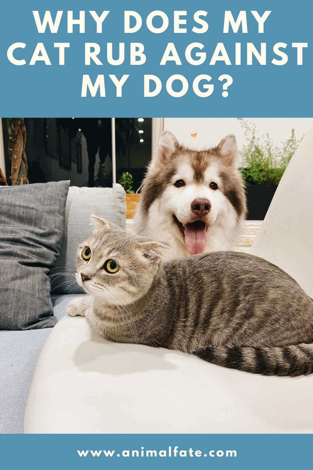 why does my cat rub against my dog
