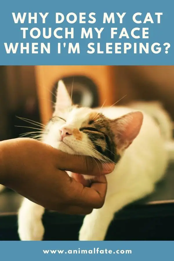 Why Does My Cat Touch My Face When I'm Sleeping? AnimalFate