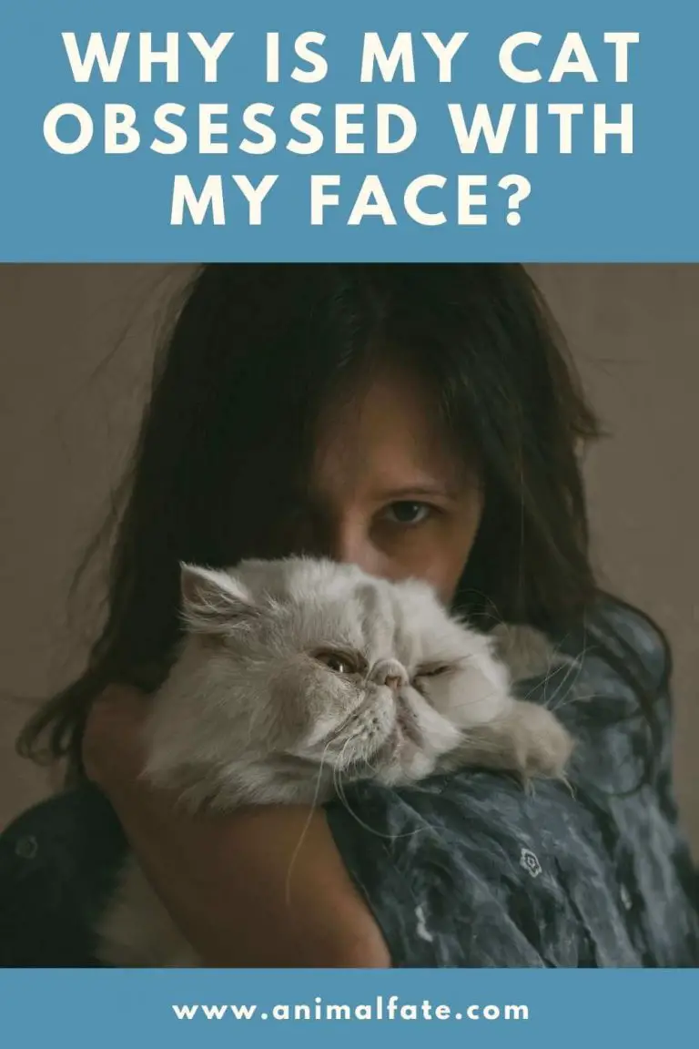 why is my cat obsessed with my face