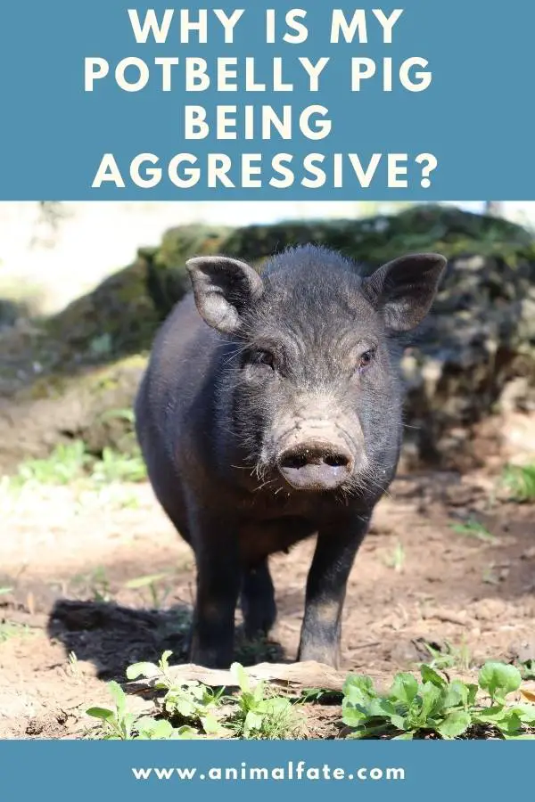 why is my potbelly pig being aggressive