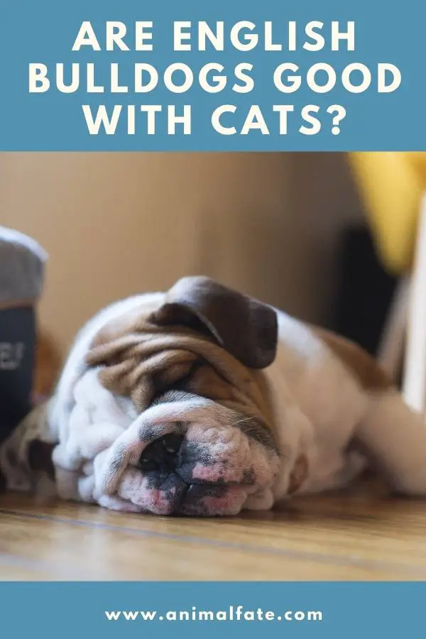 Are English Bulldogs Good With Cats