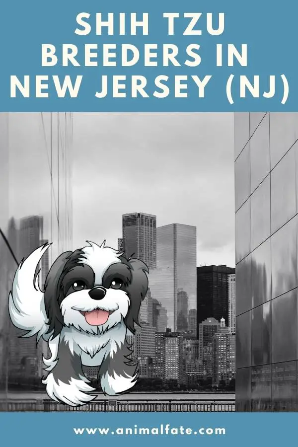 Shih Tzu breeders in New Jersey (NJ)