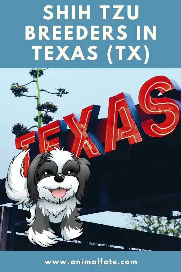 Shih Tzu breeders in Texas (TX)