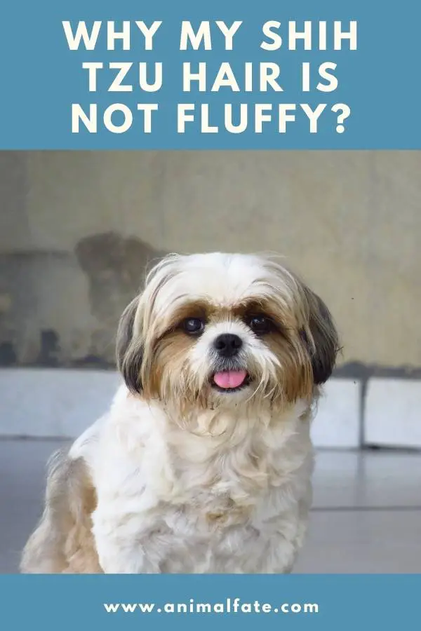 Why my shih tzu hair is not fluffy