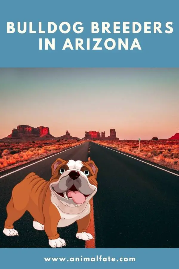 bulldog breeders in arizona