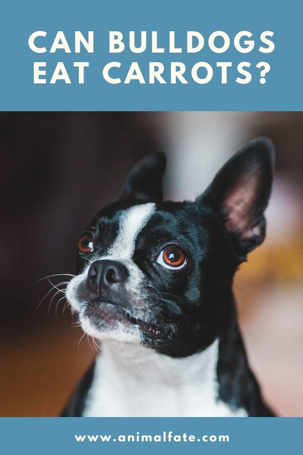 can bulldogs eat carrots