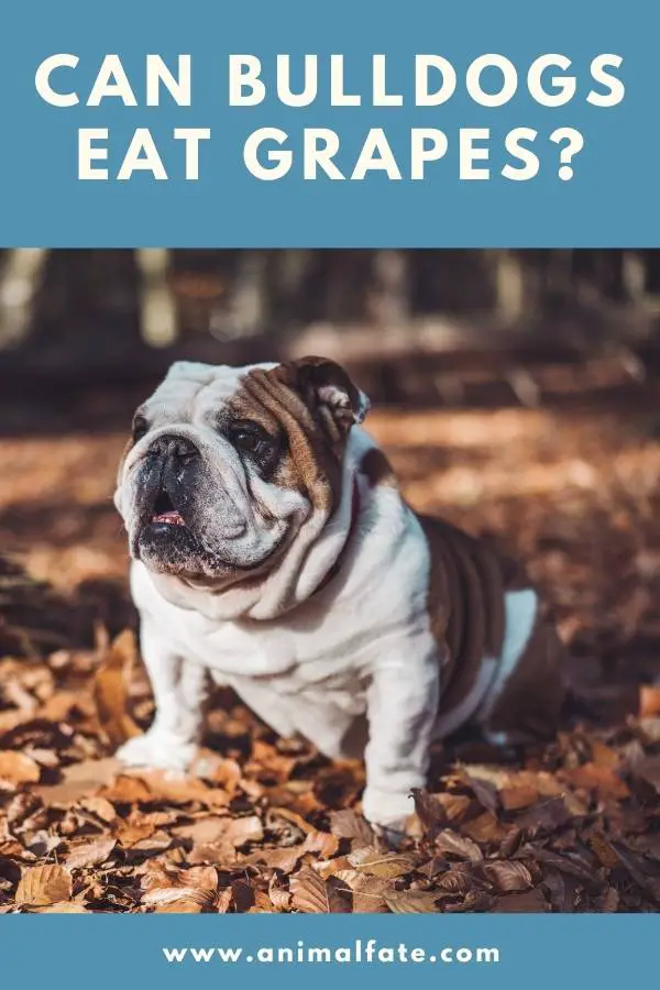 can bulldogs eat grapes