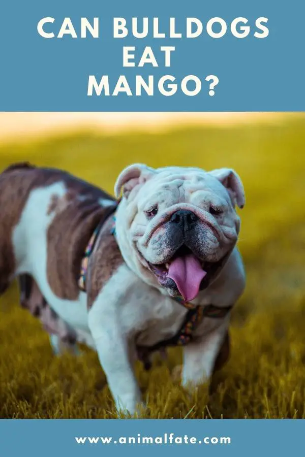 can bulldogs eat mango