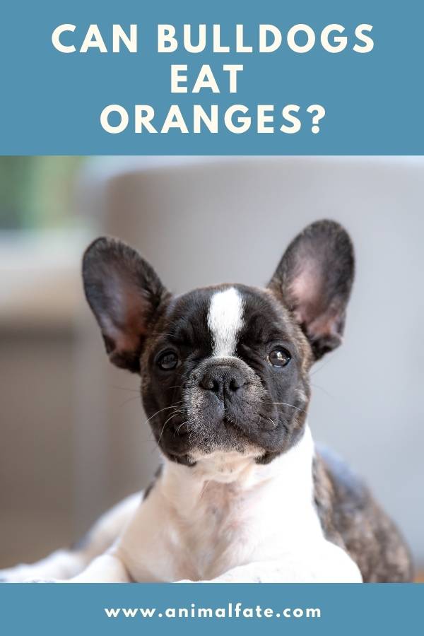 can bulldogs eat oranges