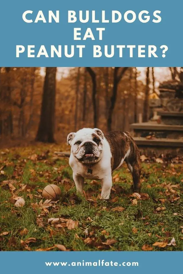 can bulldogs eat peanut butter