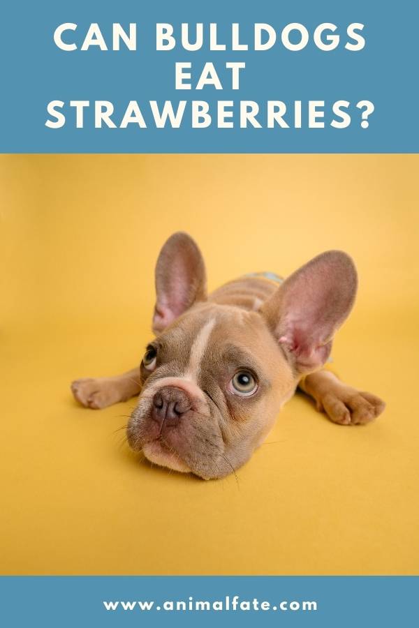 can bulldogs eat strawberries