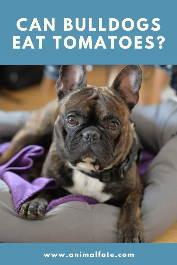 can bulldogs eat tomatoes