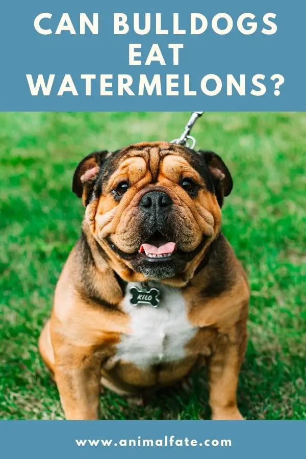 can bulldogs eat watermelons