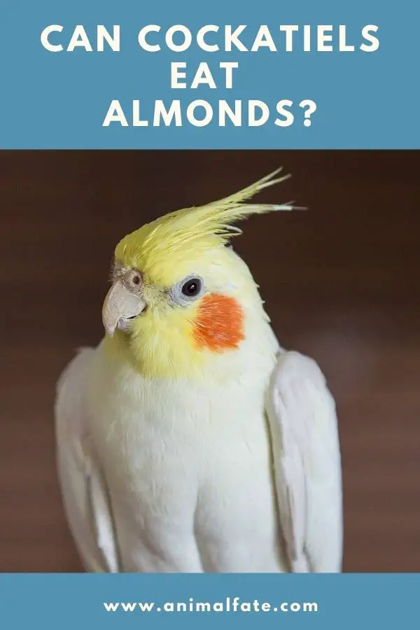 Can Cockatiels Eat Almonds? (+5 Risks You Should Know Before Feeding
