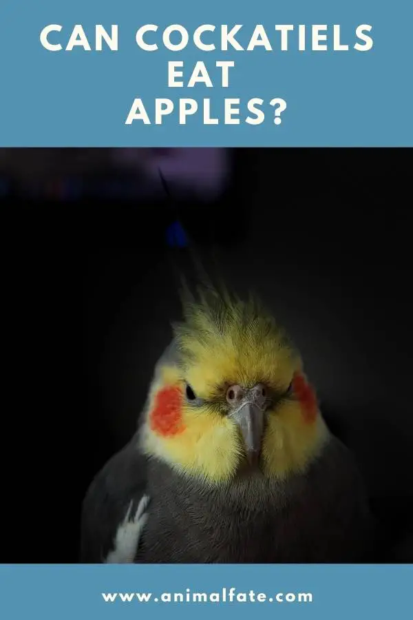 can cockatiels eat apples