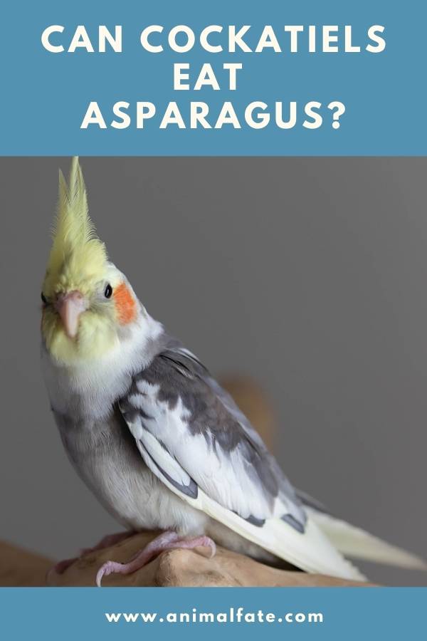 can cockatiels eat asparagus