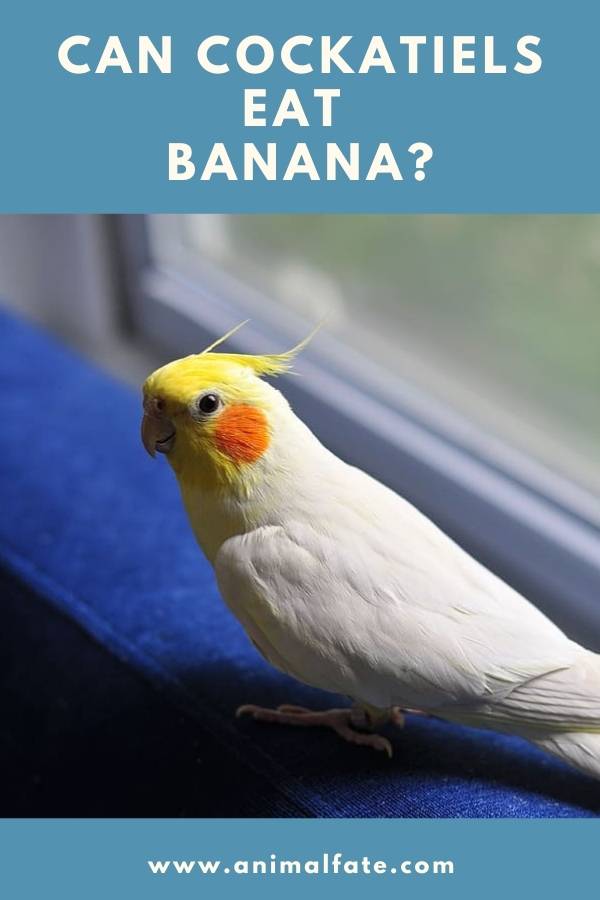 can cockatiels eat banana