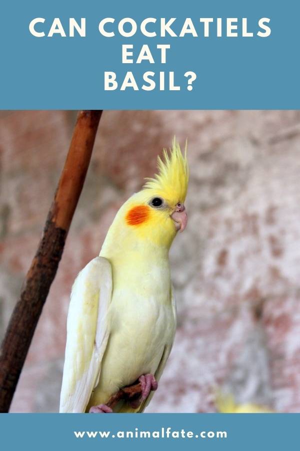 can cockatiels eat basil