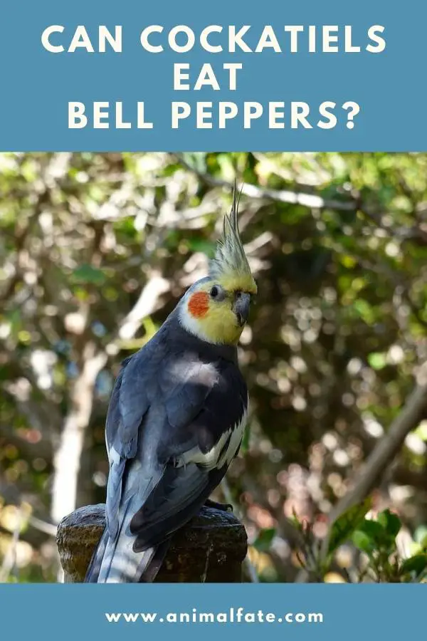 can cockatiels eat bell peppers