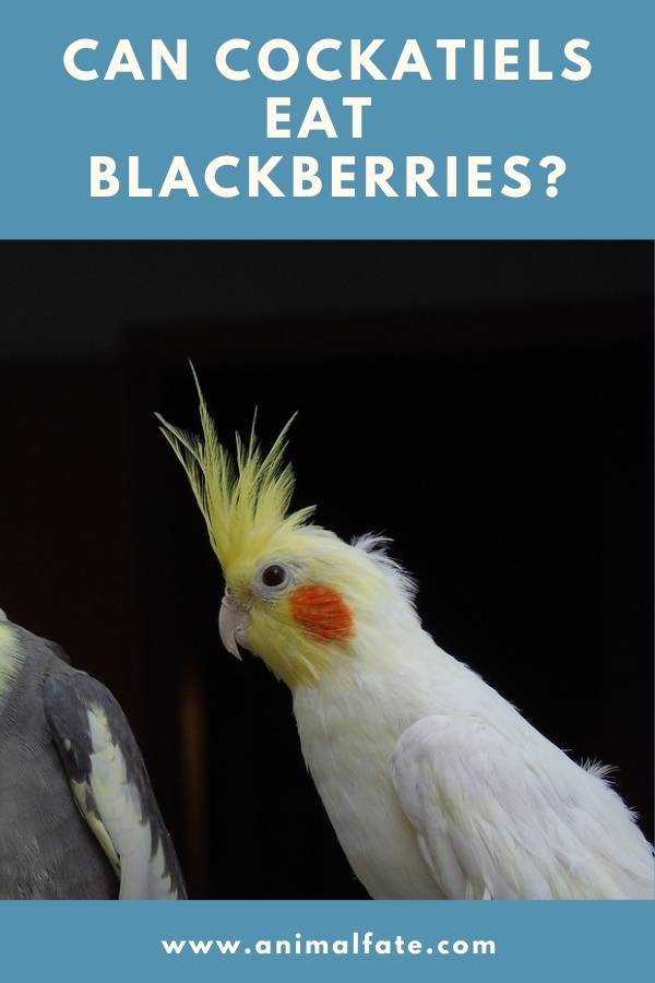 can cockatiels eat blackberries