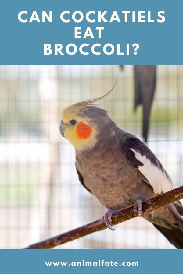 can cockatiels eat broccoli