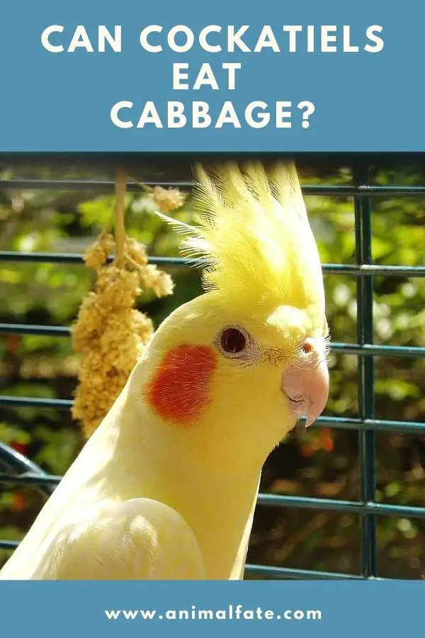 can cockatiels eat cabbage