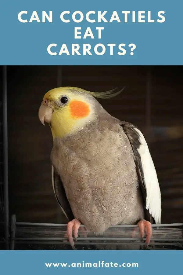 can cockatiels eat carrots