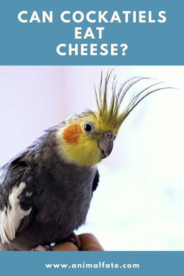 can cockatiels eat cheese