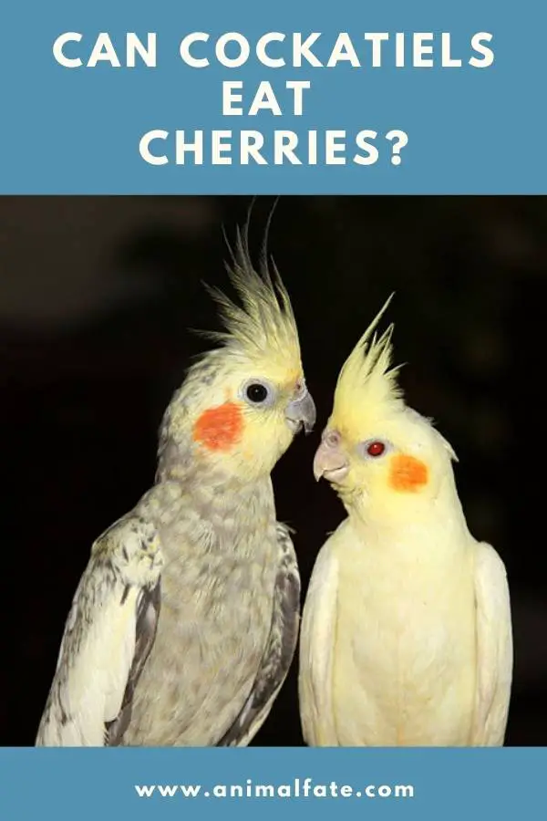 can cockatiels eat cherries
