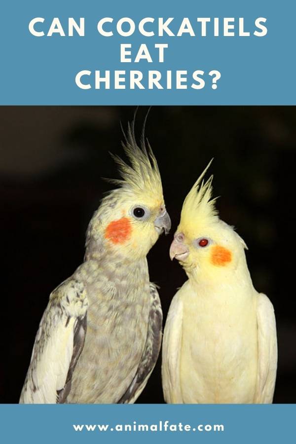 can cockatiels eat cherries