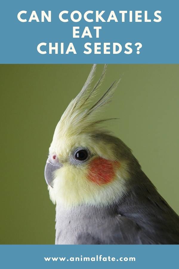 can cockatiels eat chia seeds