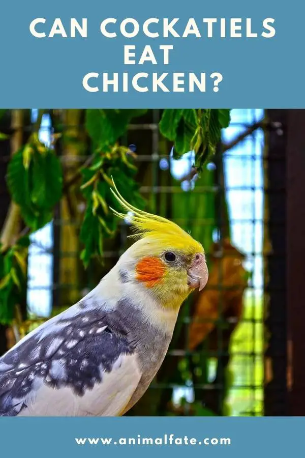 can cockatiels eat chicken