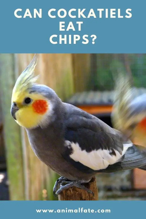 can cockatiels eat chips